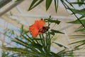 Monarch butterfly on orange hibiscus.