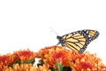 Monarch butterfly on orange mum flowers, isolated Royalty Free Stock Photo