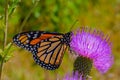 Monarch butterfly, Danaus plexippus, wanderer, common tiger, on purple flower, thistle with bumblebee in flight. Royalty Free Stock Photo