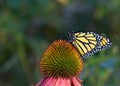 Close Up Profile Of Monarch Butterfly On Cone Flower