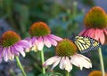 Profile Of Monarch Butterfly Perched On Cone Flowers