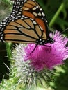 Monarch butterfly peaceful