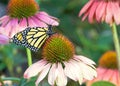 Monarch butterfly perched on coneflowers Royalty Free Stock Photo