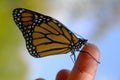 Monarch butterfly perched on finger tip III - (Danaus plexippus) Royalty Free Stock Photo