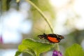 Monarch Butterfly Royalty Free Stock Photo