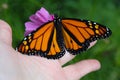 Monarch butterfly perched on Open Hand - (Danaus plexippus) Royalty Free Stock Photo