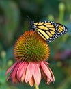 Monarch butterfly perched on pastel cone flower Royalty Free Stock Photo