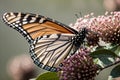 Monarch butterfly perched on a pink ribbon
