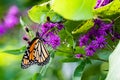 Monarch Butterfly Perched on Purple Wildflowers in Conservation Area