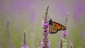A monarch butterfly perched on a tall purple flower Royalty Free Stock Photo