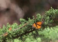 Monarch butterfly resting on an evergreen tree branch Royalty Free Stock Photo