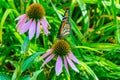 Monarch butterfly on pink coneflower, echinacea, Royalty Free Stock Photo