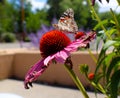 Monarch butterfly on Pink Daisy in front of adobe wall and lavender
