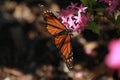 Monarch butterfly, pink flower Royalty Free Stock Photo