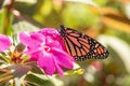 Monarch Butterfly On Pink Flower