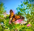 Monarch Butterfly pink flower Florida Royalty Free Stock Photo