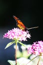 Monarch butterfly on pink flower