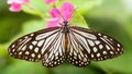 gracious black and white butterfly spreading its wings on a pink flower, this beautiful and fragile insect is a lepidoptera