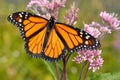 Monarch butterfly