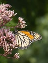 Monarch butterfly on pink flowers