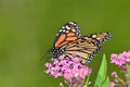 Monarch Butterfly on pink kolanchoe Royalty Free Stock Photo