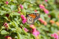 Monarch Butterfly on Pink Lantana Flower