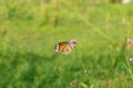 A monarch butterfly with pink small flowers. Royalty Free Stock Photo