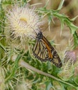 A Monarch butterfly feeding on a pink Thistle flower