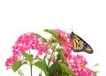 Monarch butterfly on pink and yellow lantana flowers, isolated Royalty Free Stock Photo