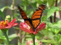 Monarch Butterfly in the Pink Zinnia Garden in September