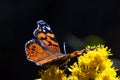 Vibrissae on Monarch Butterfly in Pismo Beach Monarch Butterfly Grove on the Central Coast of California USA