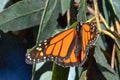 Monarch Butterfly in Pismo Beach Monarch Butterfly Grove on the Central Coast of California USA