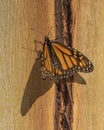 Monarch Butterfly, Pismo Beach Monarch Butterfly Grove, California Royalty Free Stock Photo
