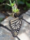 Monarch butterfly placing its eggs on a milkweed plan Royalty Free Stock Photo