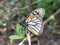 Monarch butterfly placing its eggs on a milkweed plan Royalty Free Stock Photo