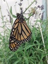 A monarch butterfly in a plant
