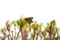 Monarch butterfly on plants