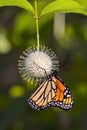 Monarch Butterfly Pollinating On A Buttonbush