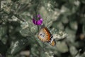 Monarch butterfly pollinating a flower Royalty Free Stock Photo