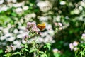 Monarch butterfly pollinating flowers in the summer day Royalty Free Stock Photo