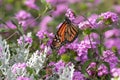 Monarch butterfly amid Pink Lantana flowers