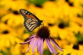 Monarch butterfly pollinating a purple coneflower Royalty Free Stock Photo