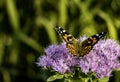 Monarch butterfly pollinating a purple flower Royalty Free Stock Photo