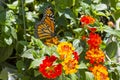 Monarch Butterfly Pollinating Red Lantana Portrait