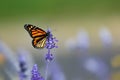 Monarch Butterfly pollinating in softly depicted Lavender garden Royalty Free Stock Photo