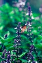 A monarch butterfly pollination on sweet basil flowers Royalty Free Stock Photo