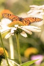 A monarch butterfly portrait in a flower field Royalty Free Stock Photo