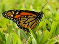 Monarch Butterfly Posing in Grass