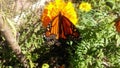 Monarch butterfly posing on a mari gold flower