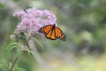 Monarch Butterfly Danaus plexippus on Purple Flower